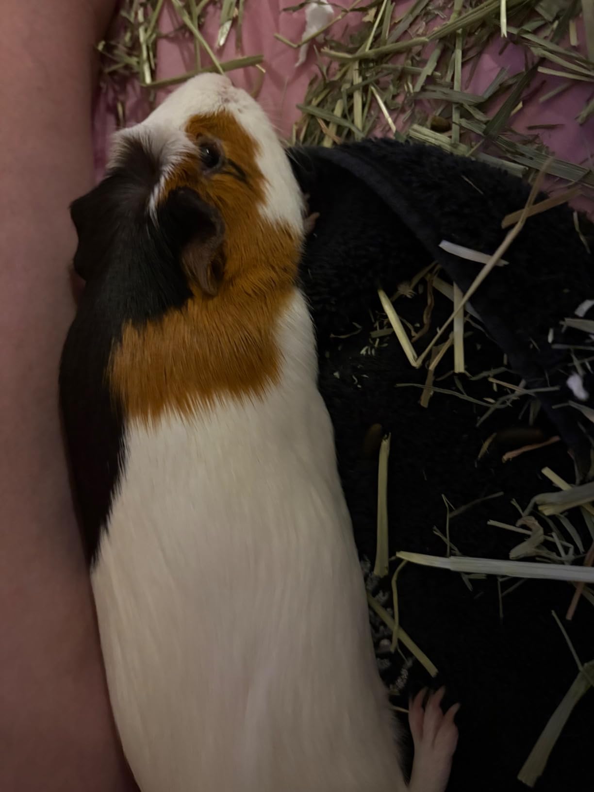 Rypet Guinea Pig Playpen Pop-Up customer photo 2