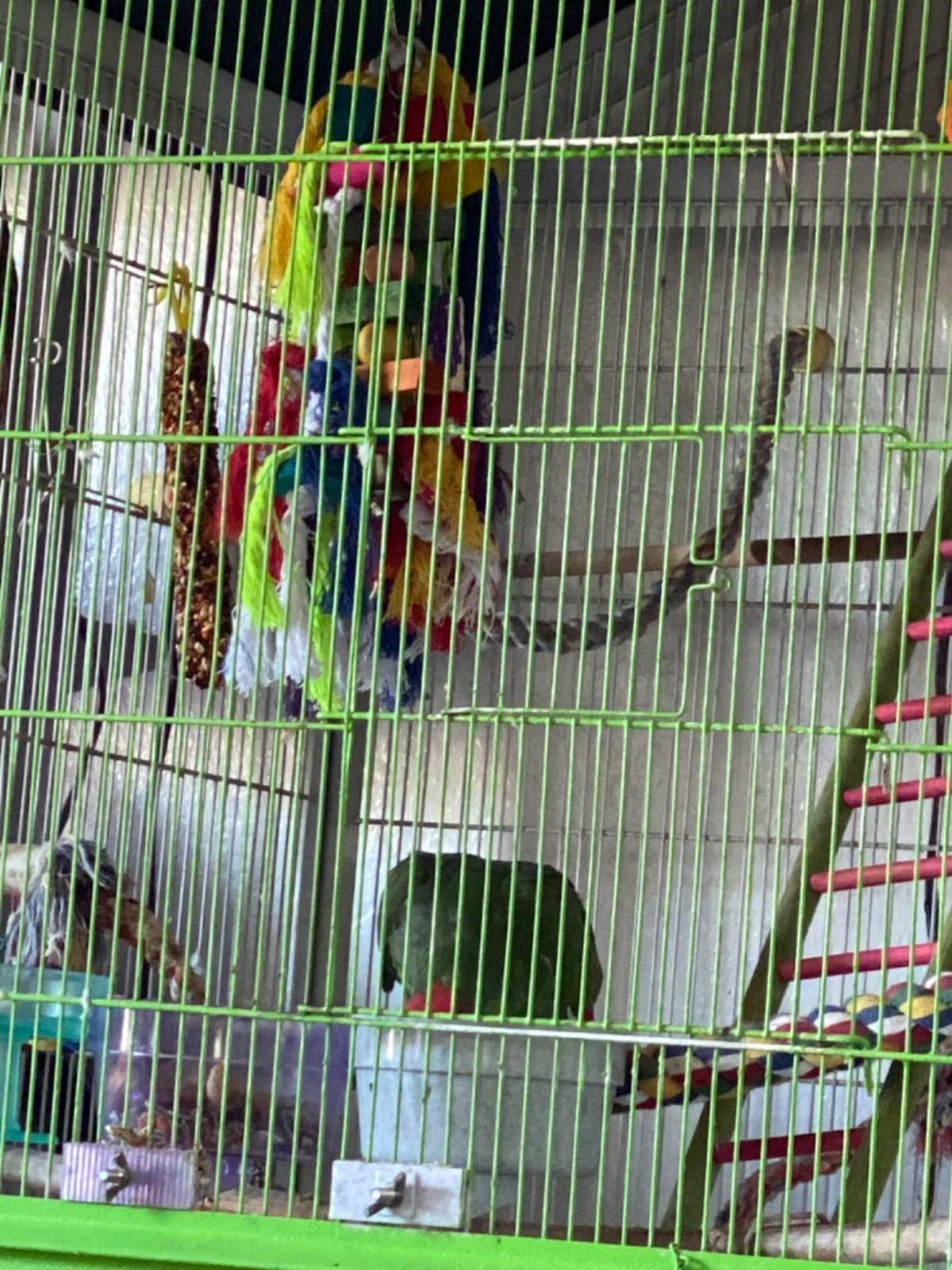 Rypet Parrot Toys Large Bird Toys, Wood Rope Cage Bite Toy for Cockatiels - Bird Toys for Parrots Rope, Natural Wood Chew Blocks, Cotton Knots for Tearing, Cage Hanging Play, Conures Cockatiels Amazon customer photo 1