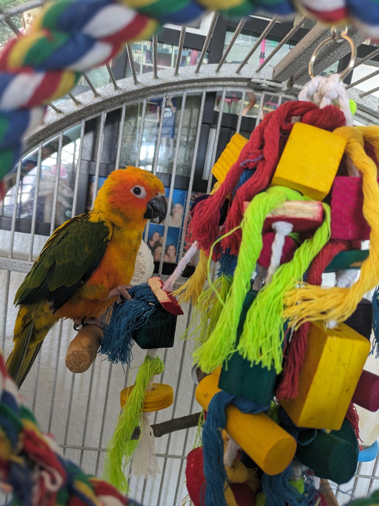 Rypet Parrot Toys Large Bird Toys, Wood Rope Cage Bite Toy for Cockatiels - Bird Toys for Parrots Rope, Natural Wood Chew Blocks, Cotton Knots for Tearing, Cage Hanging Play, Conures Cockatiels Amazon customer photo 2