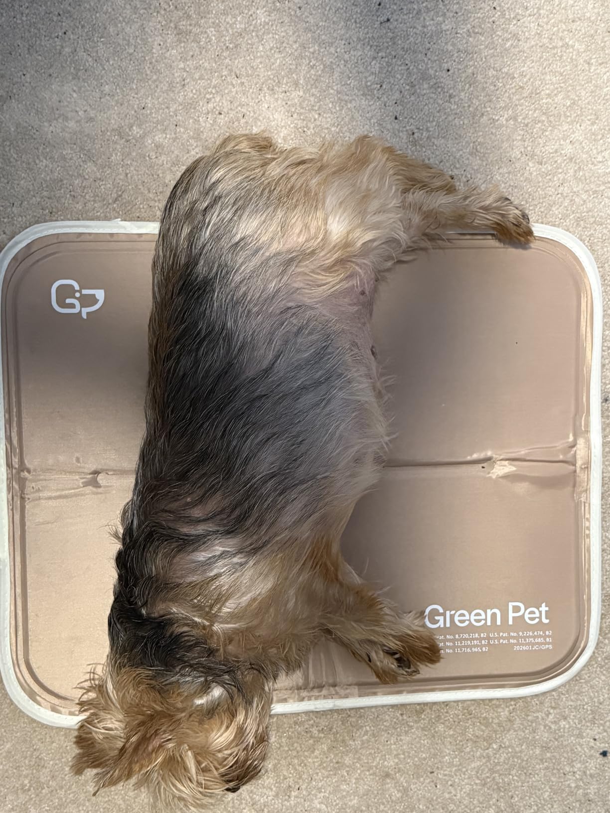 The Green Pet Shop Cool Pet Pad - Medium, Blue - Self-Cooling, Pressure Activated Mat for Dogs & Cats from 21-45 lbs - Non-Toxic Gel, No Water Needed customer photo 2