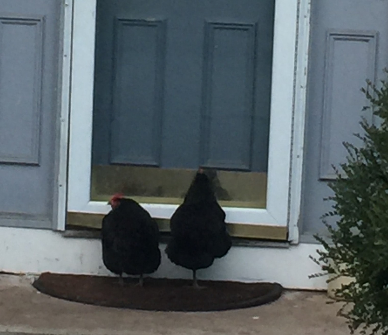 Starkline Electric Poultry Netting 48