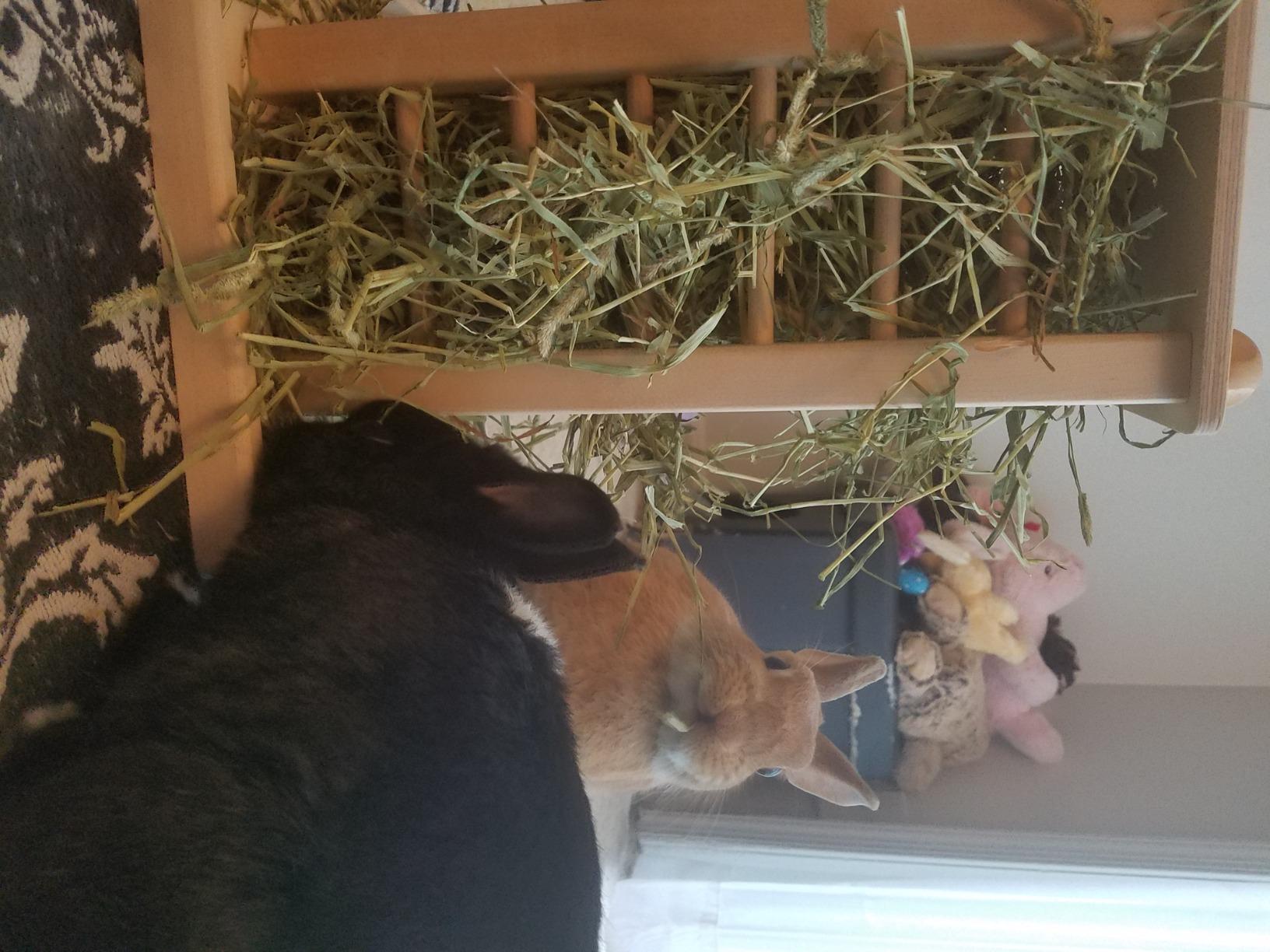andwe Rabbit Hay Feeder Wooden Food Feeding Rack Easy to Fill | Big Volume Less Wasted for Rabbit Guinea Pig Chinchilla - Standing Pet-self Feeding Hay Manager customer photo 2
