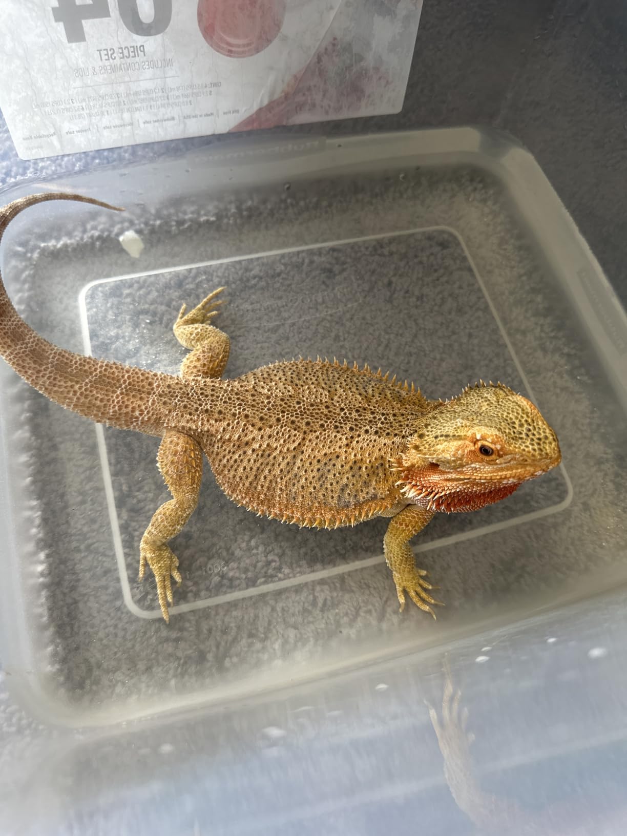 Zoo Med Electrolyte Soak, 16 oz. customer photo 1