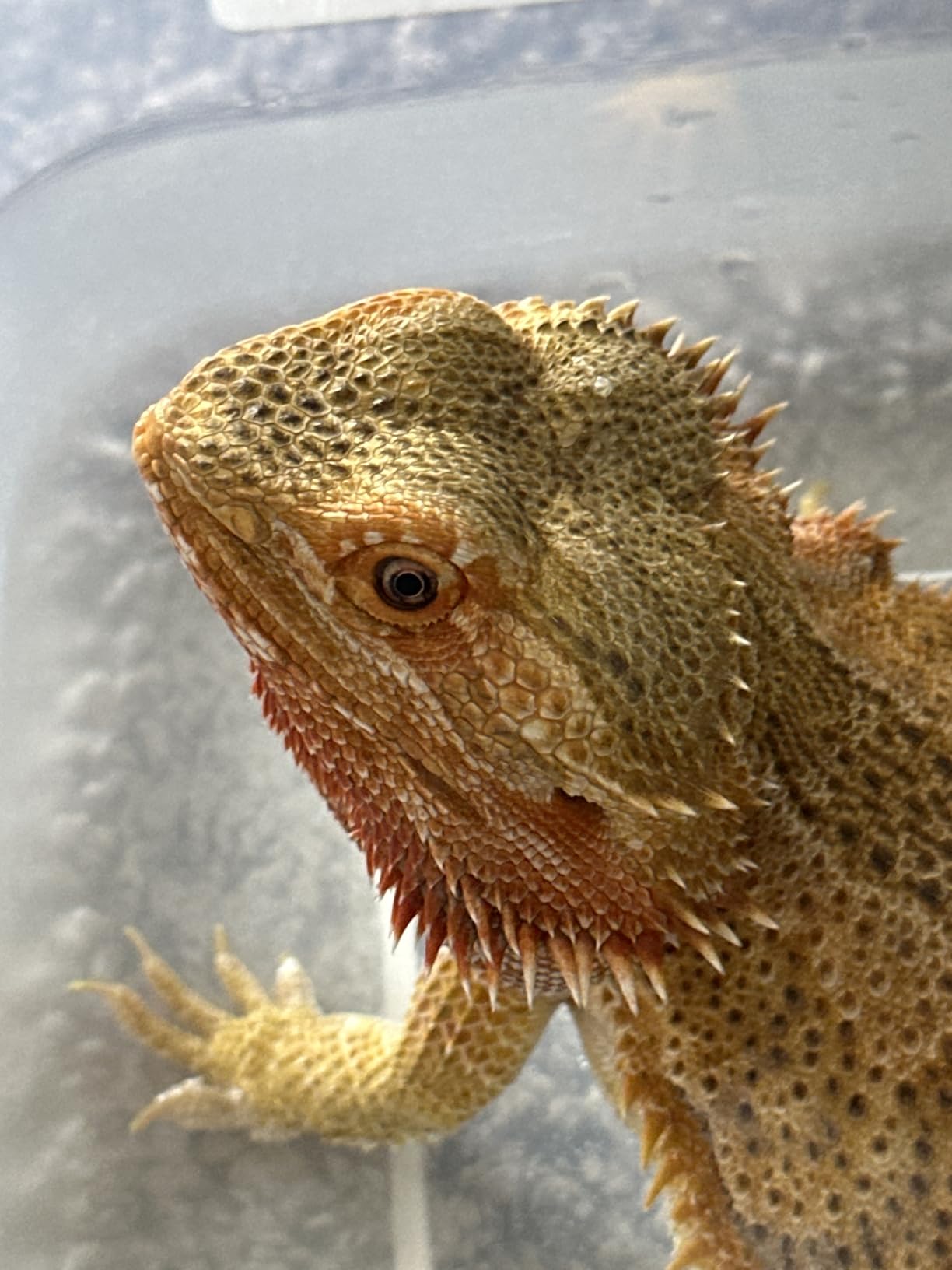 Zoo Med Electrolyte Soak, 16 oz. customer photo 2