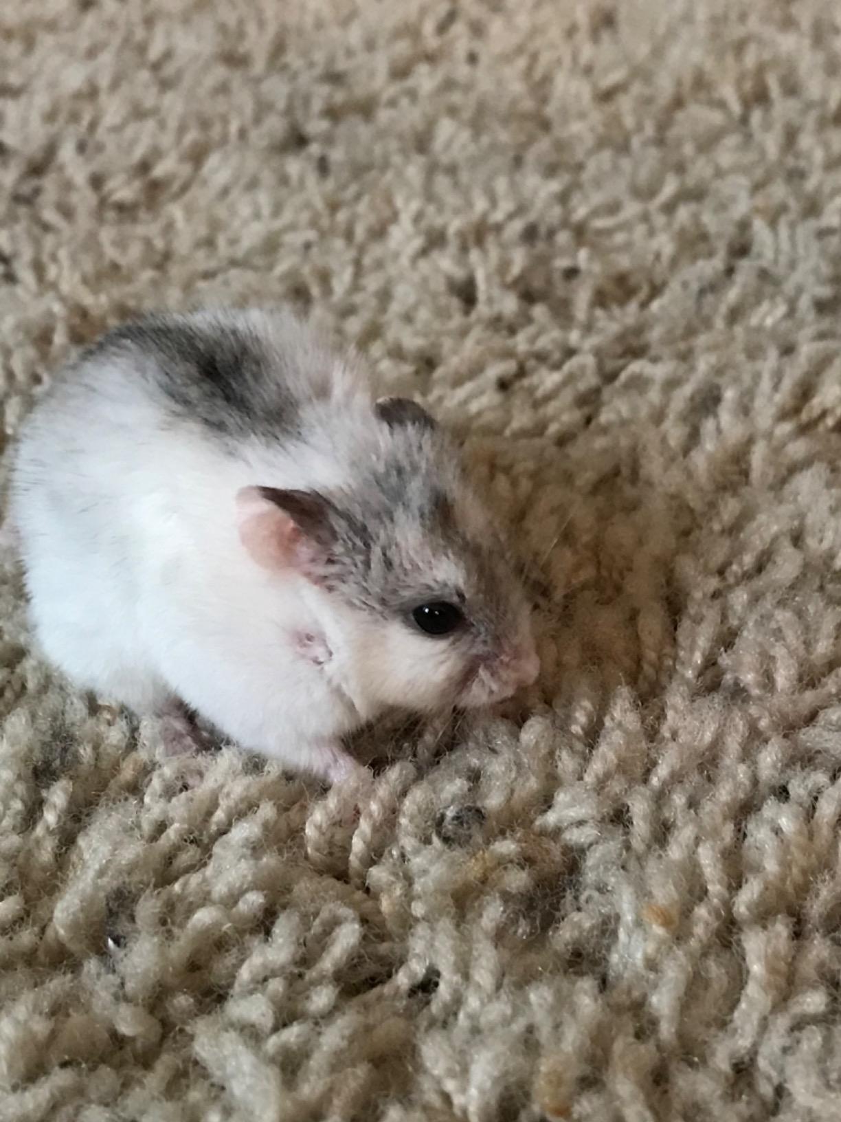 Sunseed Vitakraft Vita Prima Hamster and Gerbil Food 2 lbs Bag - Instinctive Foraging Blend with Ancient Grains Essential Vitamins and Minerals - No Artificial Colors Flavors Or Preservatives customer photo 1