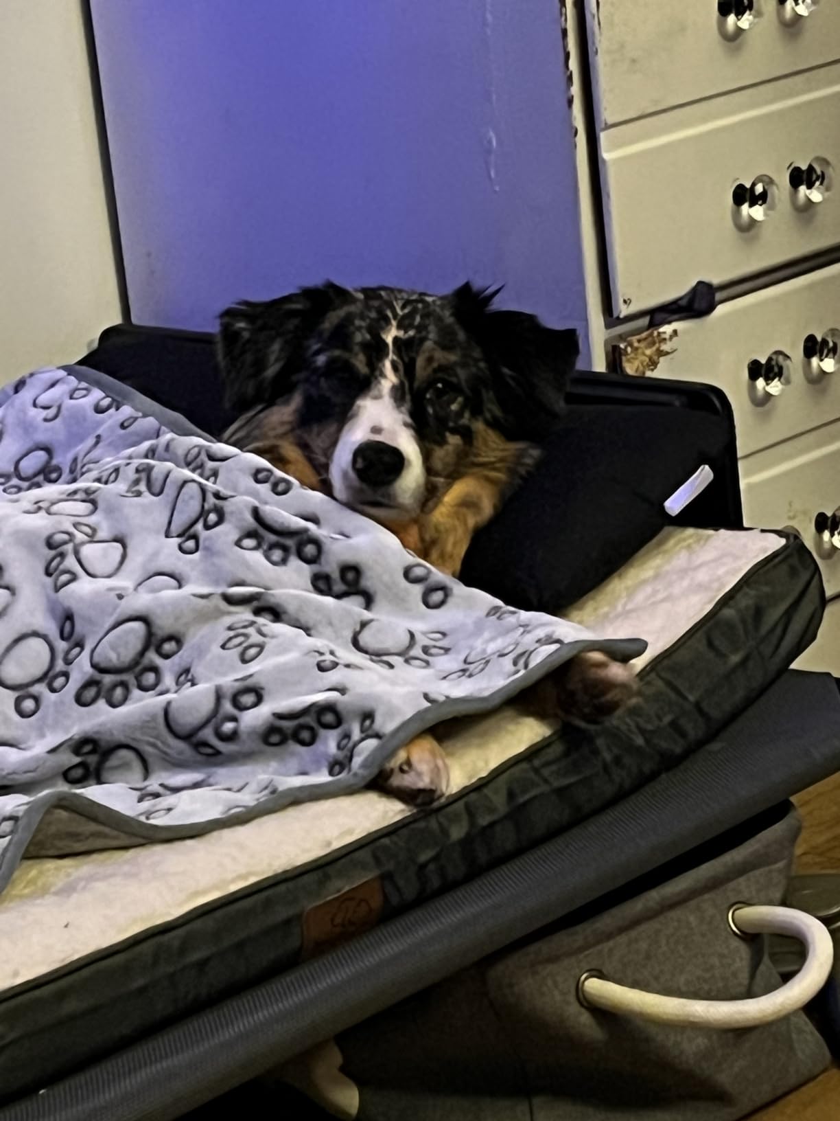 Bedsure XL Dog Bed, Extra Large Pet Bed with Comfy Sherpa,44x32in Grey | Orthopedic Egg Crate Foam,Comfort Support Flat Rectangle Pet Mat,Non-Slip Bottom,Removable Cover,For Extra Pet Up to 80 lbs customer photo 2