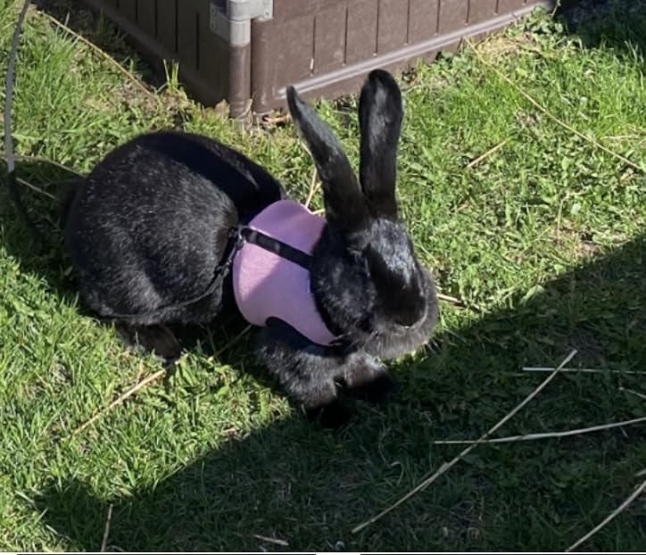 Niteangel Adjustable Soft Harness with Elastic Leash for Rabbits (M, Black) customer photo 1