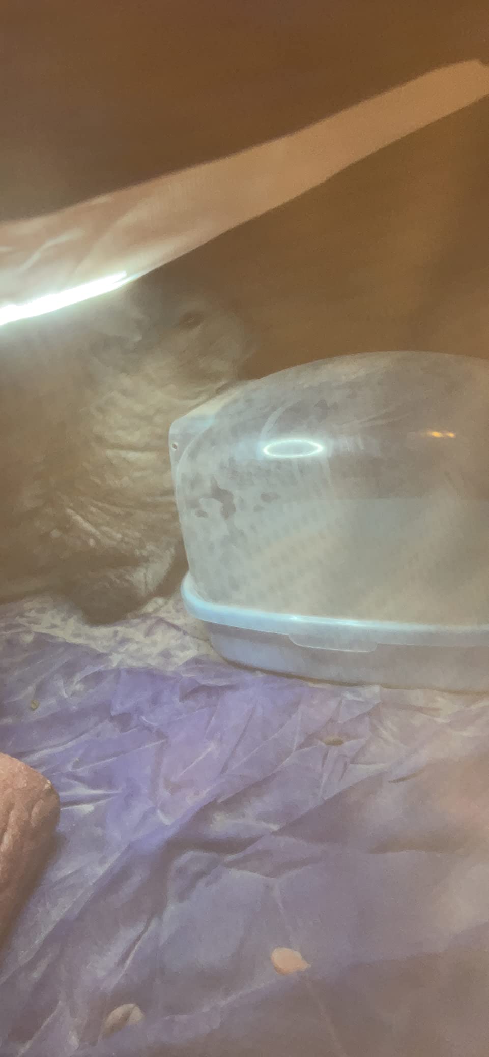 kathson Dwarf Hamster Bathroom, Chinchilla Sauna Room Plastic Sand Bath House Ideal for Gerbils, Hedgehog, Squirrel and Other Small Animals (Blue) customer photo 1