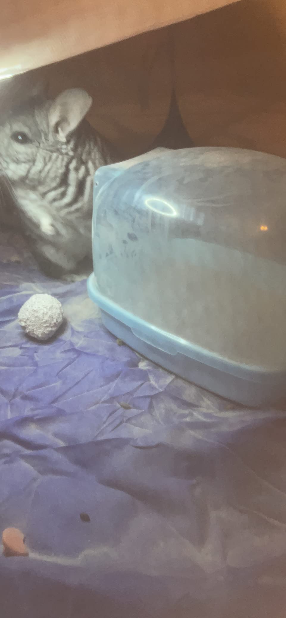 kathson Dwarf Hamster Bathroom, Chinchilla Sauna Room Plastic Sand Bath House Ideal for Gerbils, Hedgehog, Squirrel and Other Small Animals (Blue) customer photo 2