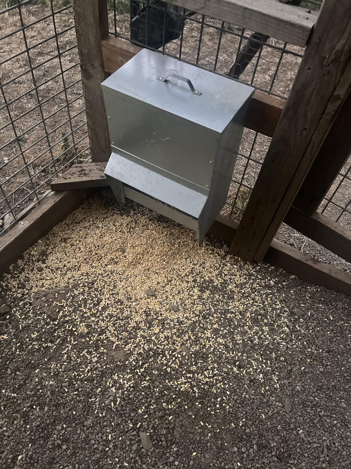 RentACoop Metal Trough Feeder with Lid & Rain Cover - Galvanized Steel - Side View Window - Moveable Grate for Easy Cleaning - Suitable for Chickens, Ducks, Poultry & More - 50lb Capacity customer photo 1