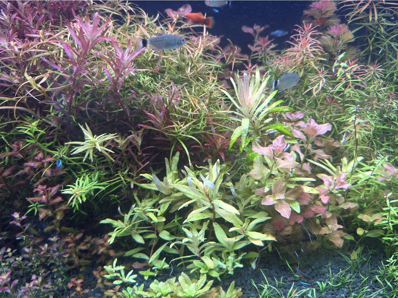FZONE Pro Series Aquarium Dual Stage CO2 Regulator Adjustable Output Pressure with DC Solenoid and Integrated High Precision Needle Valve and Bubble Counter customer photo 2