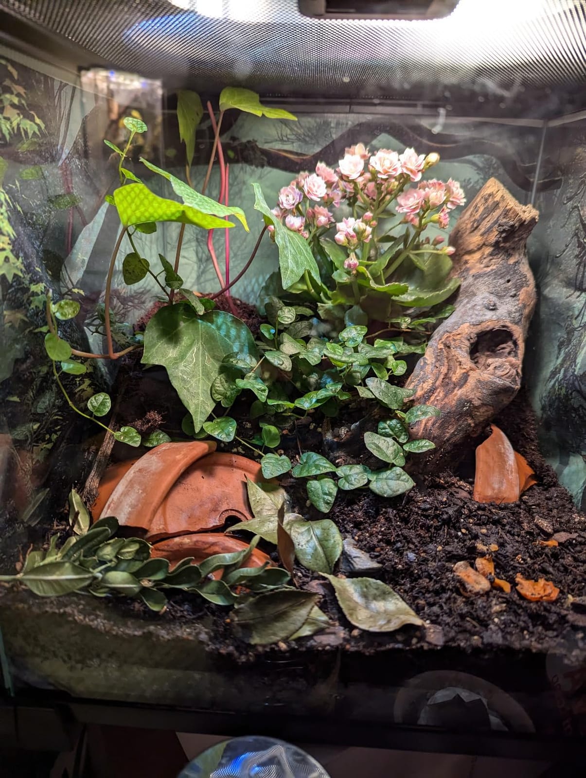 REPTIZOO Small Glass Tank 8 Gallon, Top Opening Terrarium 12