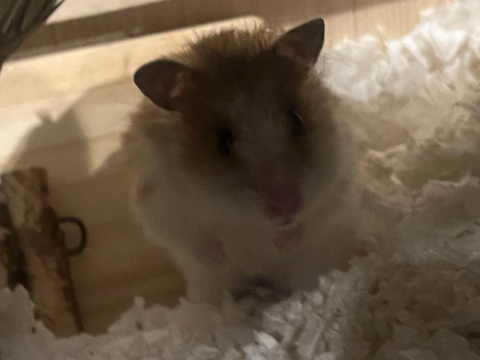 Niteangel Birch Chamber-Maze Hamster Hideout: 1 Entrance 2 Rooms customer photo 1