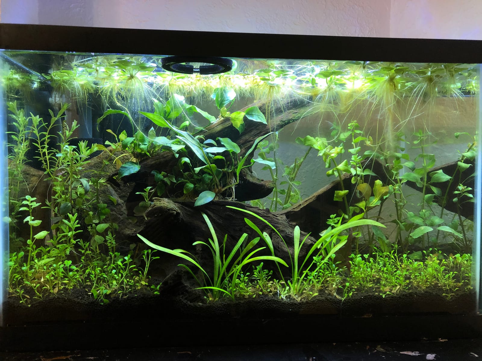 ADA Aqua Soil Amazonia Ver 2 (9L) customer photo 2