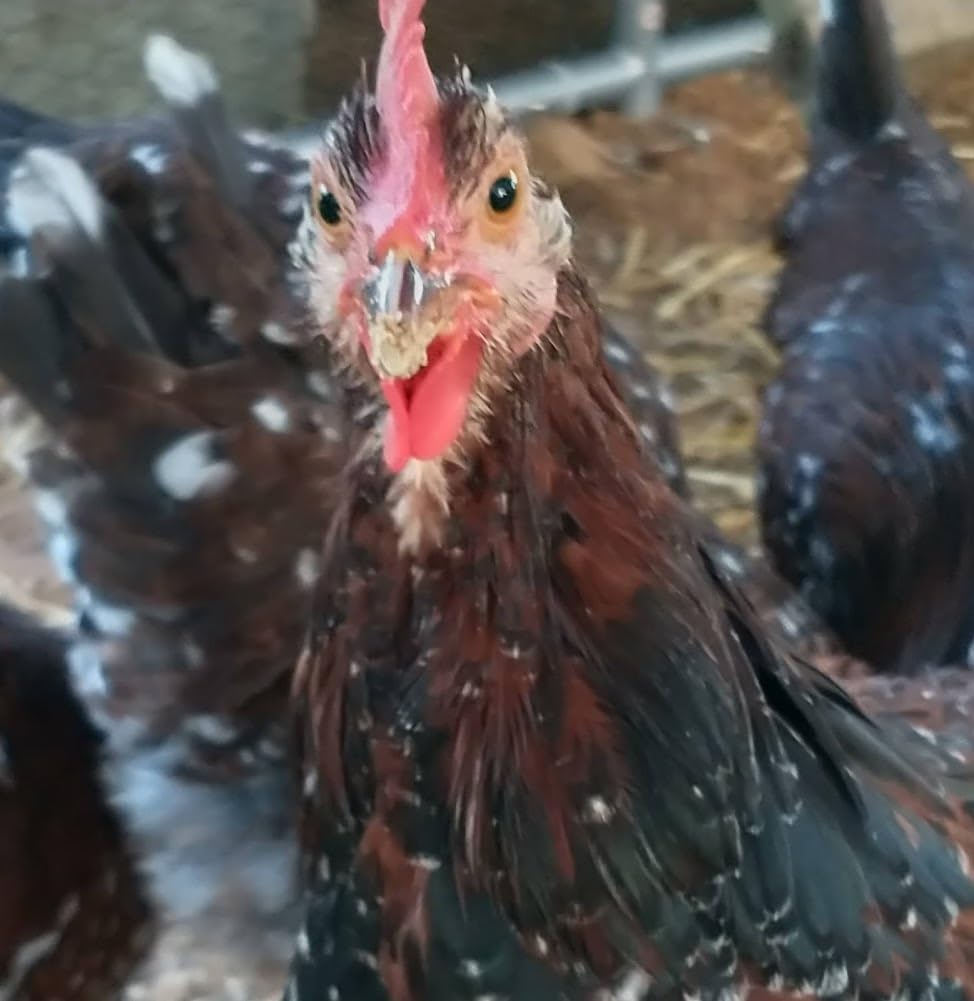 The Chicken Chick Hen Mating Saddle Standard customer photo 1