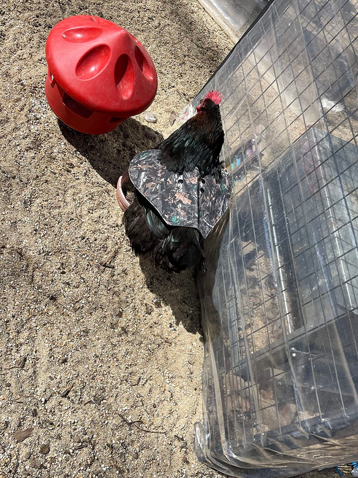 The Chicken Chick Hen Mating Saddle Standard customer photo 2