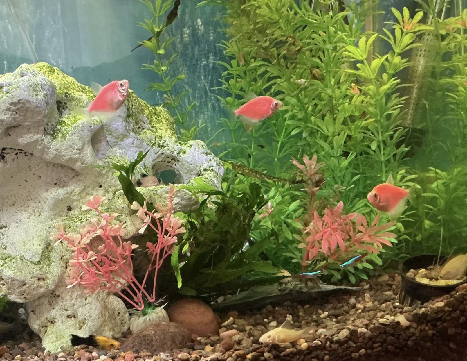 Fluval Bug Bites Color Enhancing Fish Food for Tropical Fish, Flakes for Small to Medium Sized Fish, 3.17 oz., A7348 customer photo 1