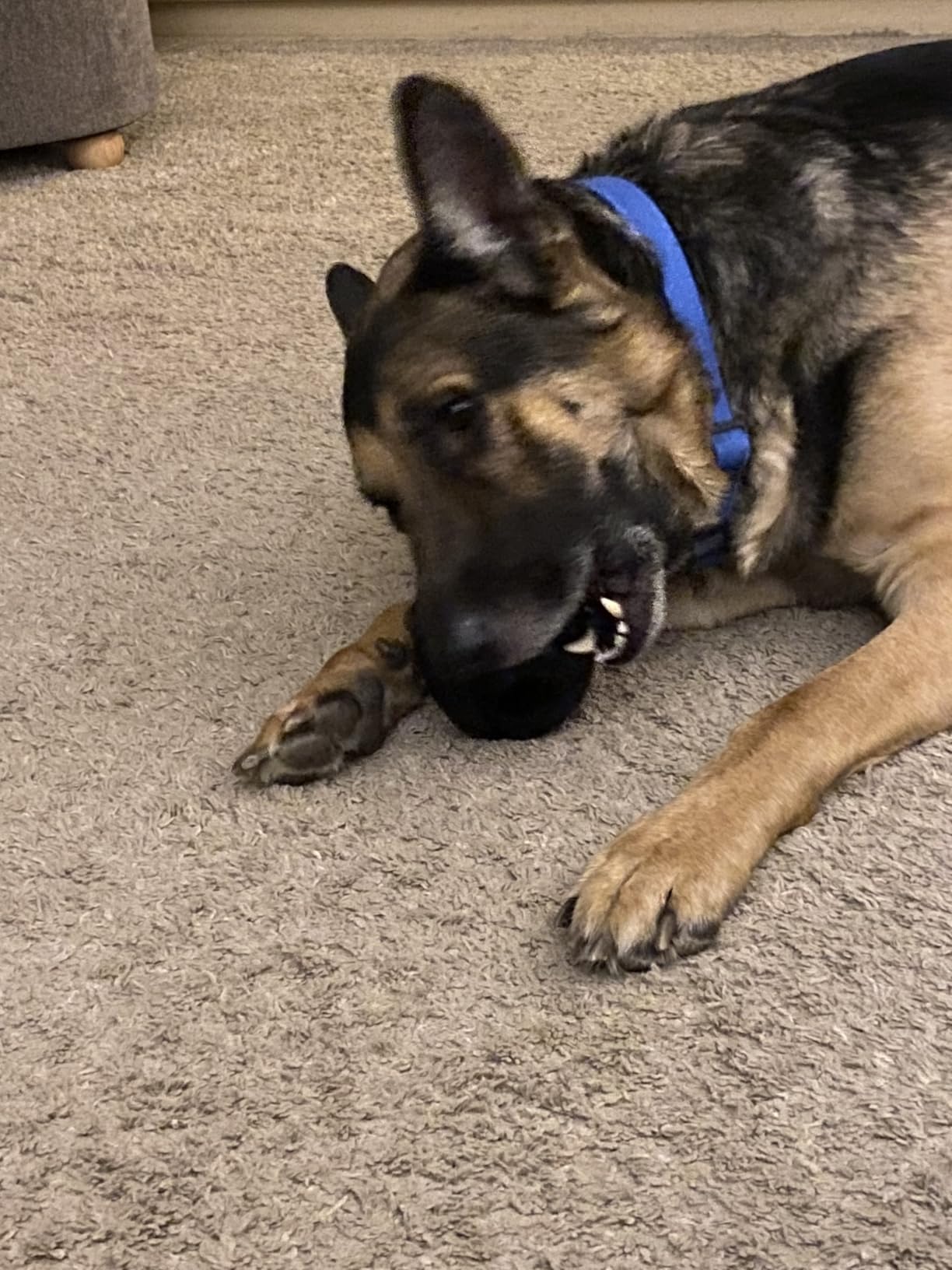 Monster K9 Ring Ball | Virtually Indestructible. Lifetime Guaranteed. | VULCRON™ Natural Rubber | Durable, Heavy Duty Dog Chew Toy for Aggressive Chewers | Medium & Large Breeds, 5.5” customer photo 1