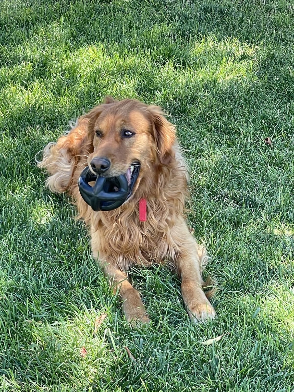 Monster K9 Ring Ball | Virtually Indestructible. Lifetime Guaranteed. | VULCRON™ Natural Rubber | Durable, Heavy Duty Dog Chew Toy for Aggressive Chewers | Medium & Large Breeds, 5.5” customer photo 2