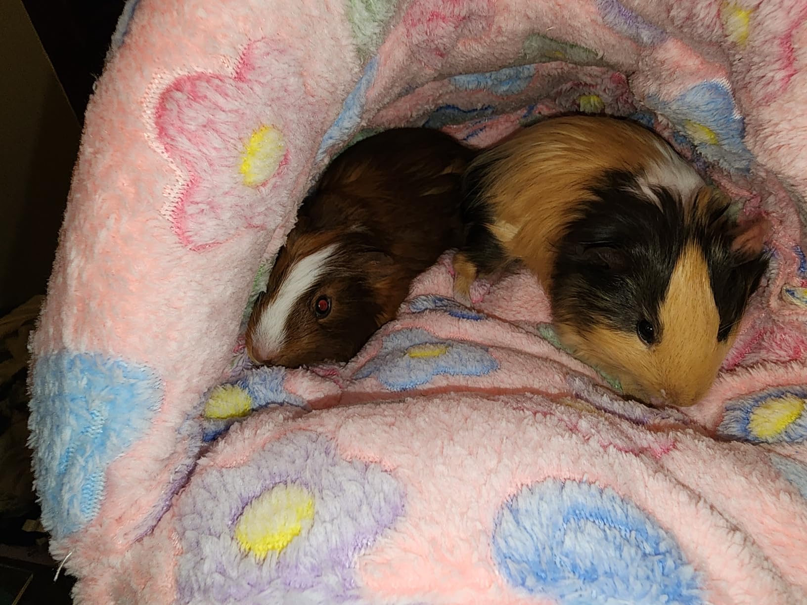 YUEPET Guinea Pig Bed, Warm Fleece Slipper-Shaped Cuddle Cave, Grey | Cozy Guinea Pig House, Portable Guinea Pig Hideout, Soft Coral Fleece, Washable Cushion, Folds Flat, Slipper Shape customer photo 2