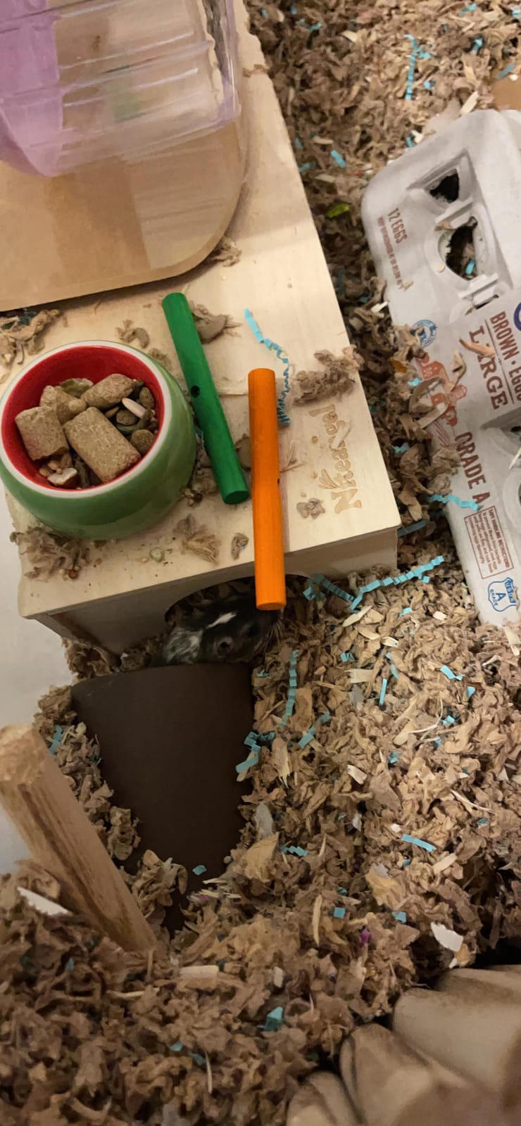 Niteangel Ceramic Hamster Tunnel & Tubes Hideout customer photo 1