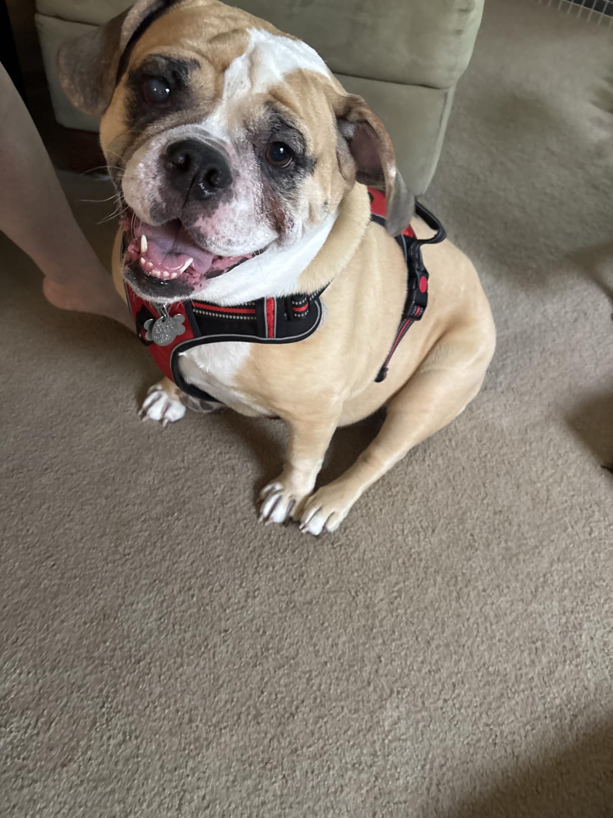 tobeDRI No Pull Dog Harness Adjustable Reflective Oxford Easy Control Medium Large Dog Harness with A Free Heavy Duty 5ft Dog Leash, Blue, L customer photo 1
