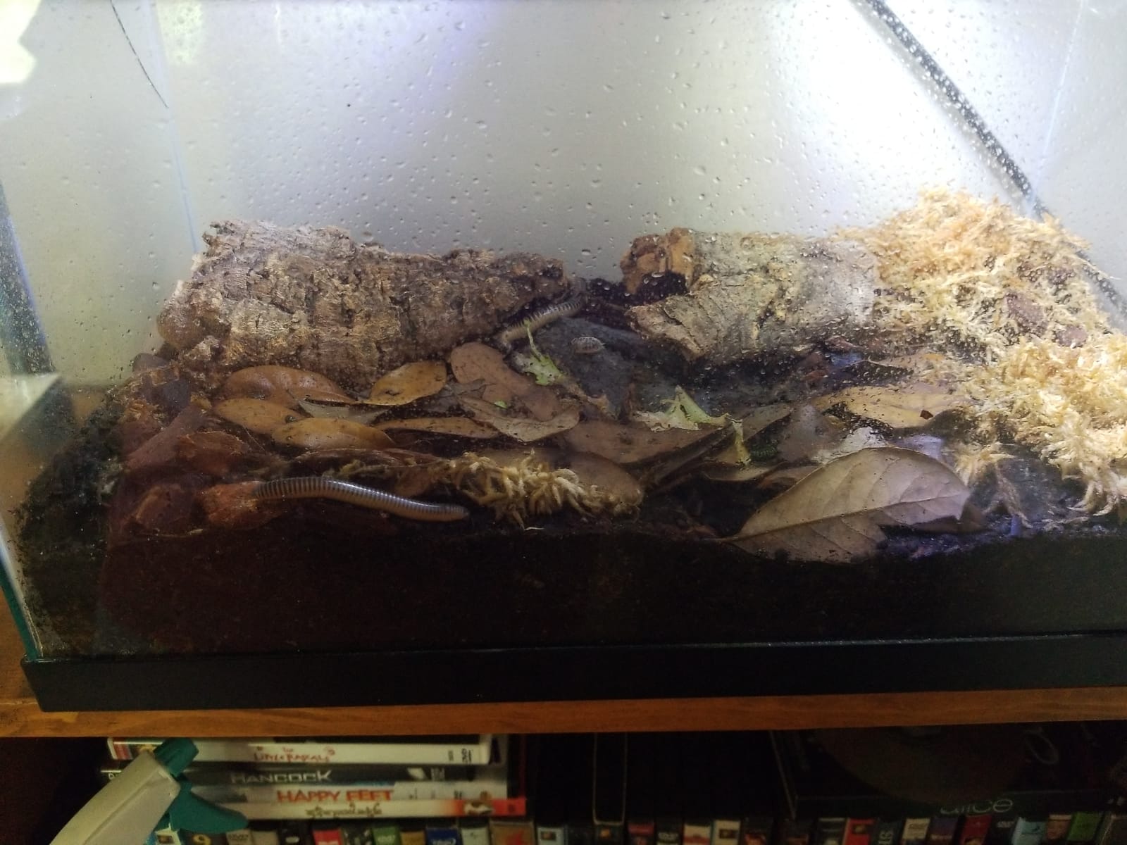 Josh's Frogs Organic Live Oak Leaf Litter, 1 Gallon/500 Leaves | USA Collected customer photo 1