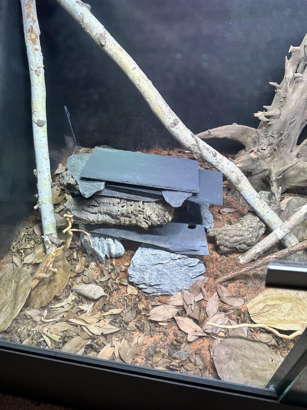 XYZReptiles Premium Live Oak Leaf Litter Isopod Substrate Terrarium Bedding (1 Gallon) customer photo 1
