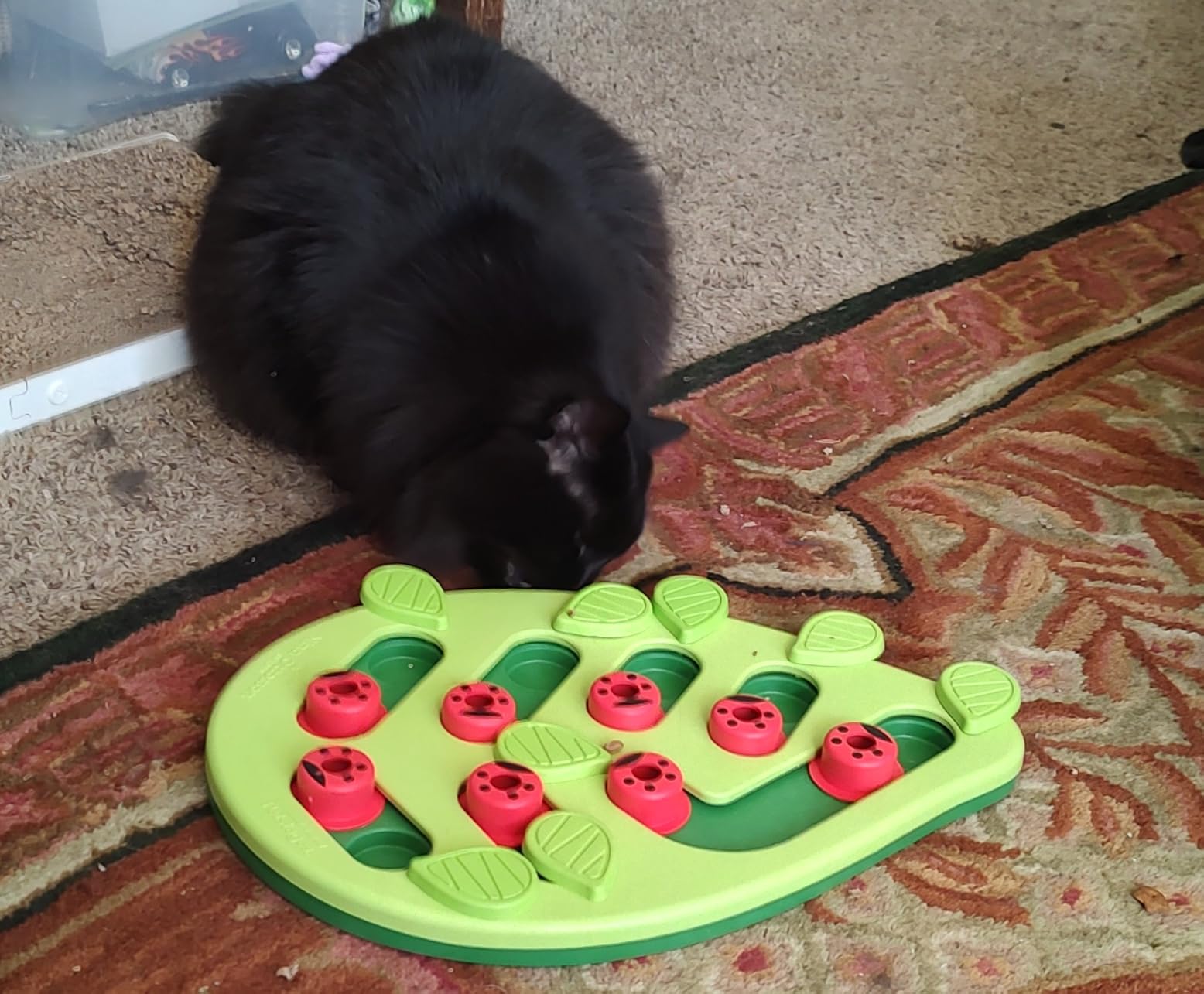 Catstages Nina Ottosson Buggin’ Out Puzzle & Play Cat Toy Treat Puzzle, 14