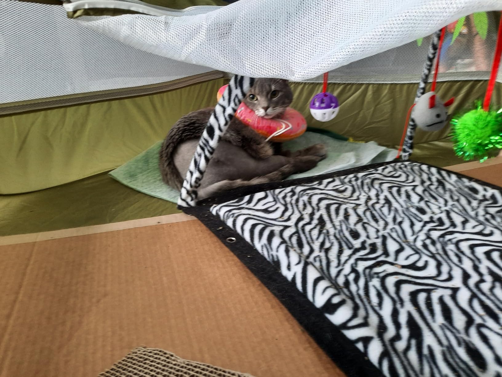 Pawaboo Small Animal Playpen with Zippered Cover,Green | Portable pop-up pet tent for supervised rabbits, guinea pigs, chicks and kittens; water-resistant bottom and 3 metal rods customer photo 1
