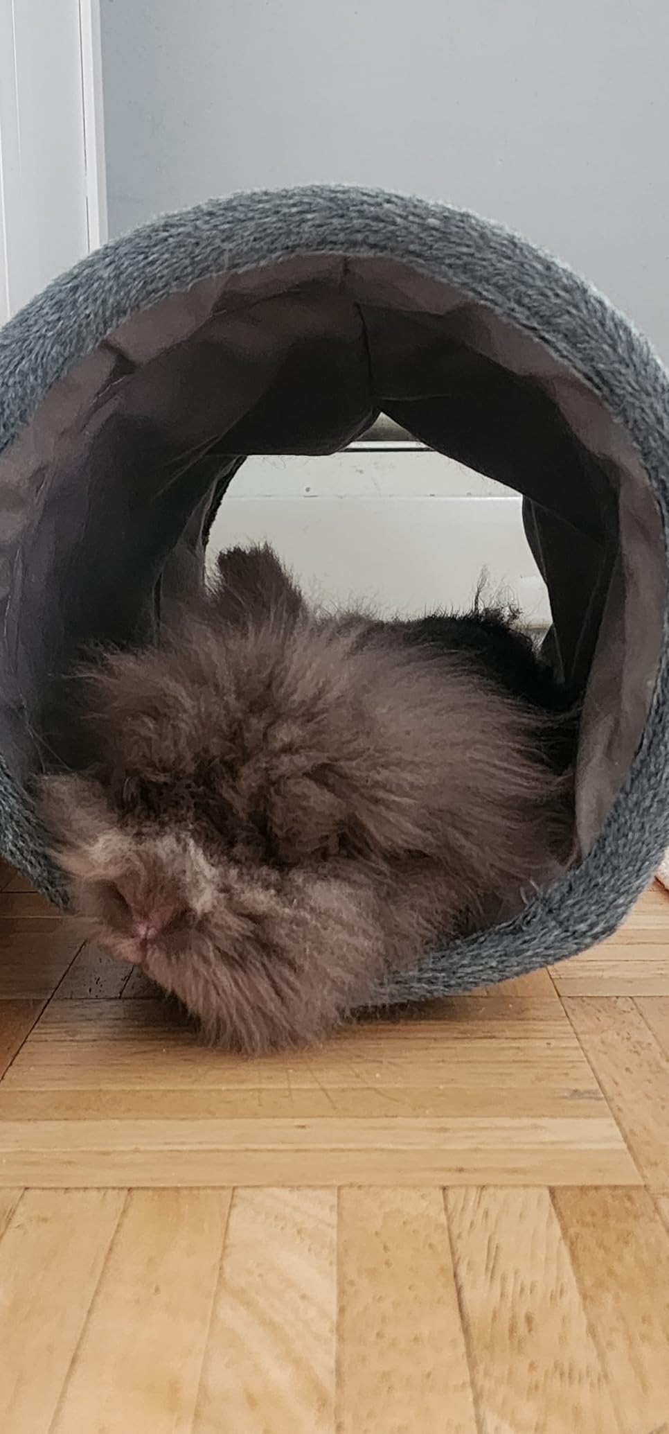 Niteangel Guinea Pig Tubes & Tunnels for Dwarf Rabbits Bunny and Small Animals customer photo 1