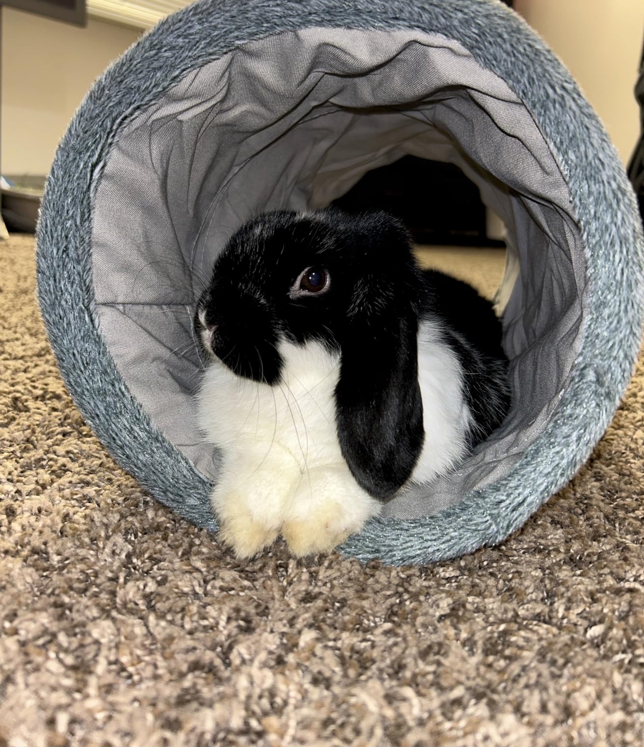 Niteangel Guinea Pig Tubes & Tunnels for Dwarf Rabbits Bunny and Small Animals customer photo 2