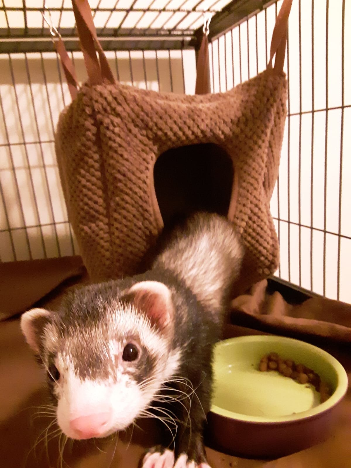 Niteangel Ferret Cozy Swing Hammock - Hanging Beds for Ferrets Rats Chinchilla Sugar Gliders or Other Small Animals (Chocolate) customer photo 1