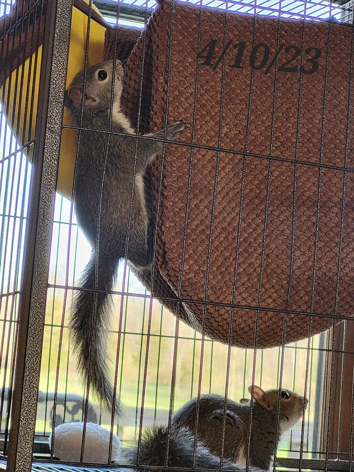 Niteangel Ferret Cozy Swing Hammock - Hanging Beds for Ferrets Rats Chinchilla Sugar Gliders or Other Small Animals (Chocolate) customer photo 2