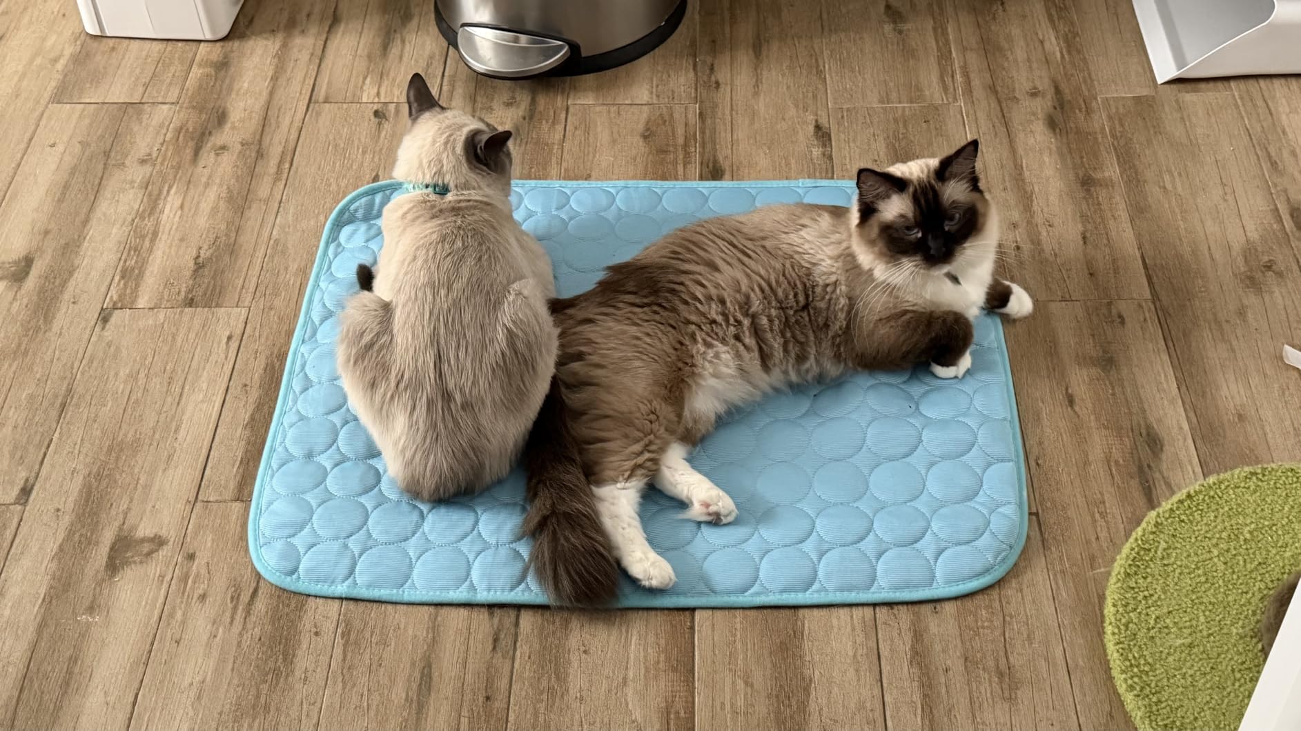 MICROCOSMOS Summer Cooling Mat & Sleeping Pad - Water Absorption Top, Materials Safe, Easy Carry, EZ Clean. Keep Cooling for Pets, Kids and Adults (Blue, 28