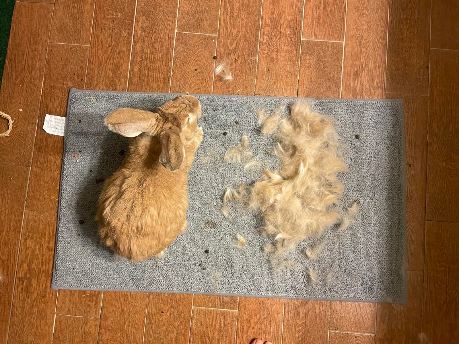 Lixit Grooming Kits For Rabbits, Guinea Pigs and other Small Animals (Red, Brush and Clipper Set) customer photo 2