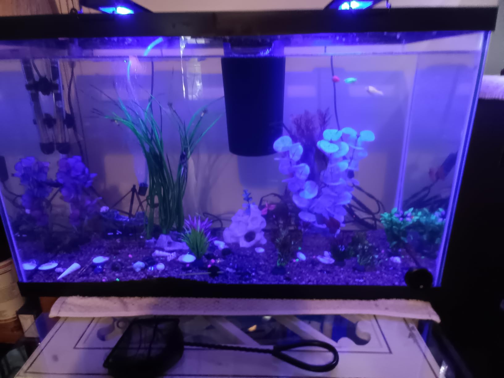 Tetra 5.5 Gallon Glass Aquarium, Rectangular Fish Tank | 16