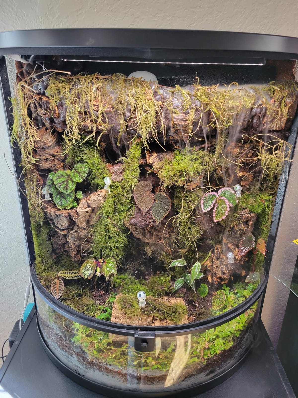 Cork Bark - 1lb (Assorted) - for Orchids, Airplants, Reptiles, and Terrariums customer photo 2
