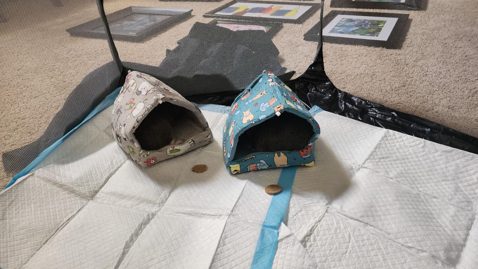 Guinea Pig Cage Rabbit Cage Indoor with Mat Playpen Perfect Size for Small Animal Pet Play Pen Easy to Clean Exercise Yard Fence Portable Tent for Hamsters, Chinchillas, Hedgehog, Puppy, Cats customer photo 2