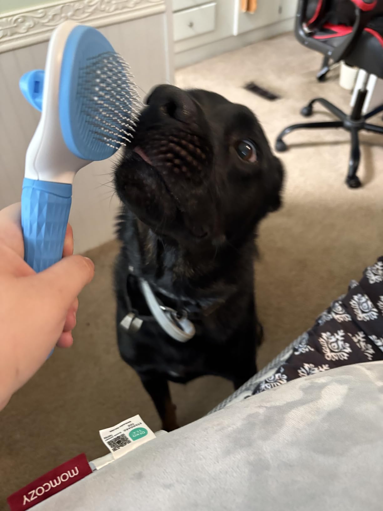 Depets Self Cleaning Slicker Brush, Dog Cat Bunny Pet Grooming Shedding Brush - Easy to Remove Loose Undercoat, Pet Massaging Tool Suitable for Pets with Long or Short Hair customer photo 1