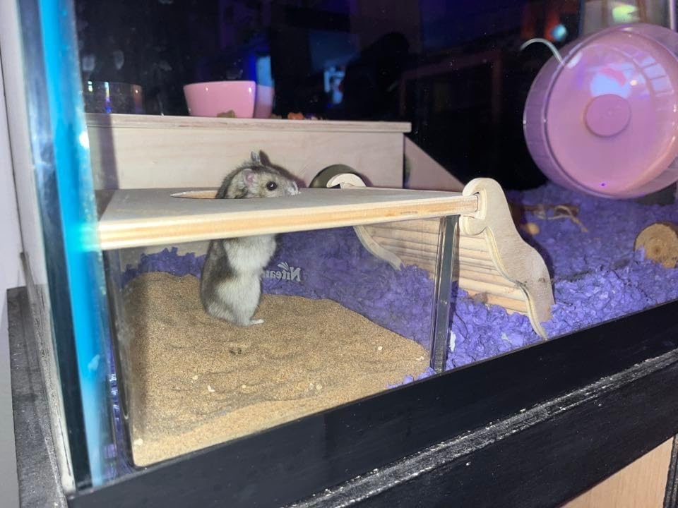 Niteangel Animal Sand-Bath Box: Acrylic Critter's Sand Bath Shower Room & Digging Sand Container for Hamsters Mice Lemming Gerbils customer photo 2