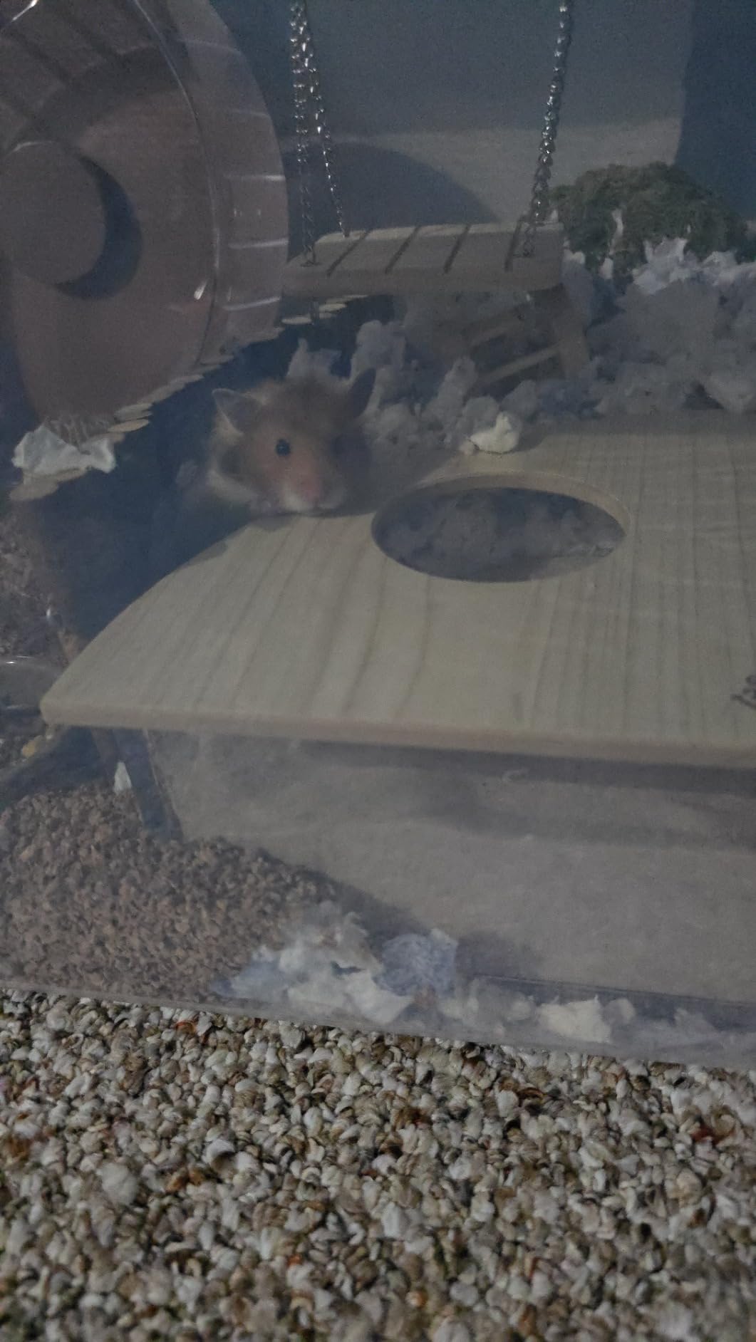 Niteangel Animal Sand-Bath Box - Acrylic Critter's Sand Bath Shower Room & Digging Sand Container for Hamsters Mice Lemming Gerbils or Other Small Pets (Rectangle, Burlywood) customer photo 2