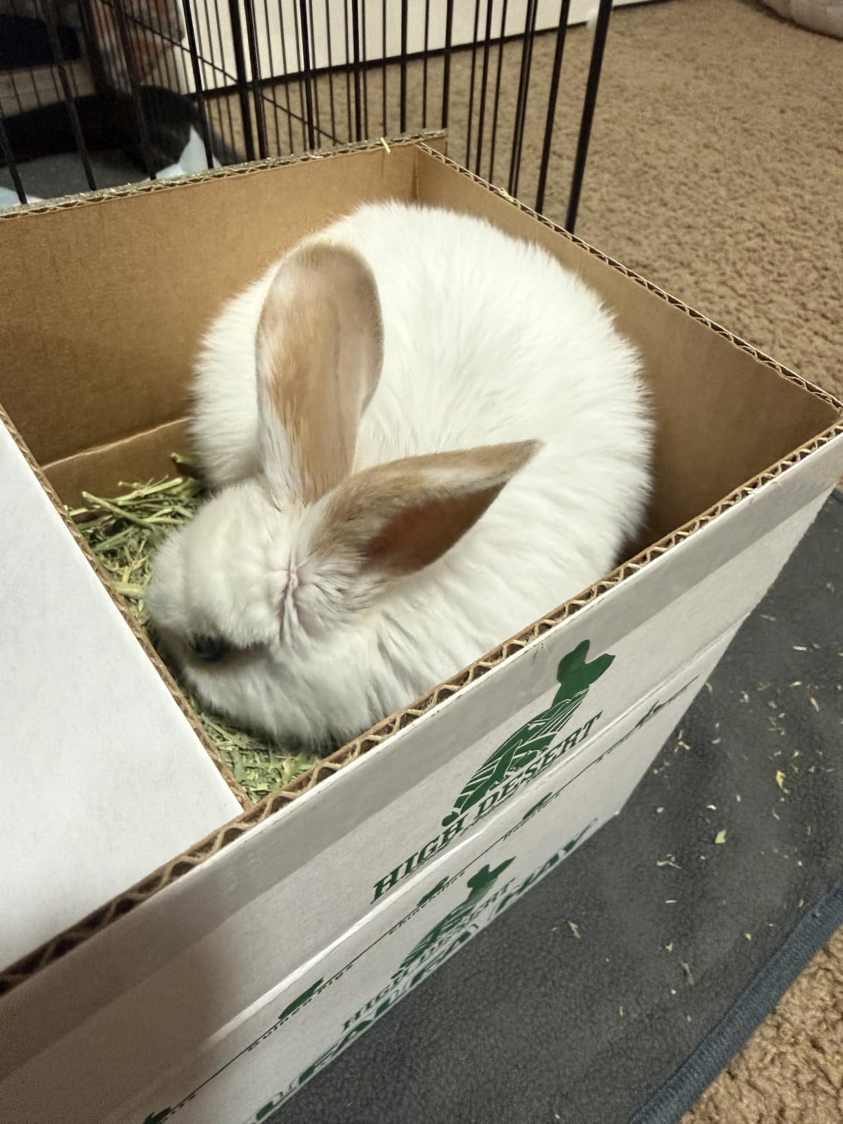 High Desert Alfalfa Hay, Protein Rich Soft Leaf Food for Young Growing Animals, 5 Lb Box customer photo 1