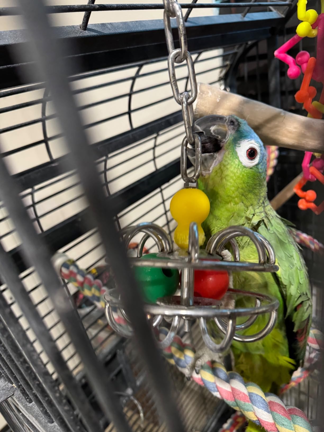 Bird Toys for Large Birds (Impossiball) Stainless Steel Foraging Treat Dispenser for Macaws, Cockatoos, Parakeets & Parrots | Durable Cage Accessory for Enrichment & Mental Stimulation customer photo 1