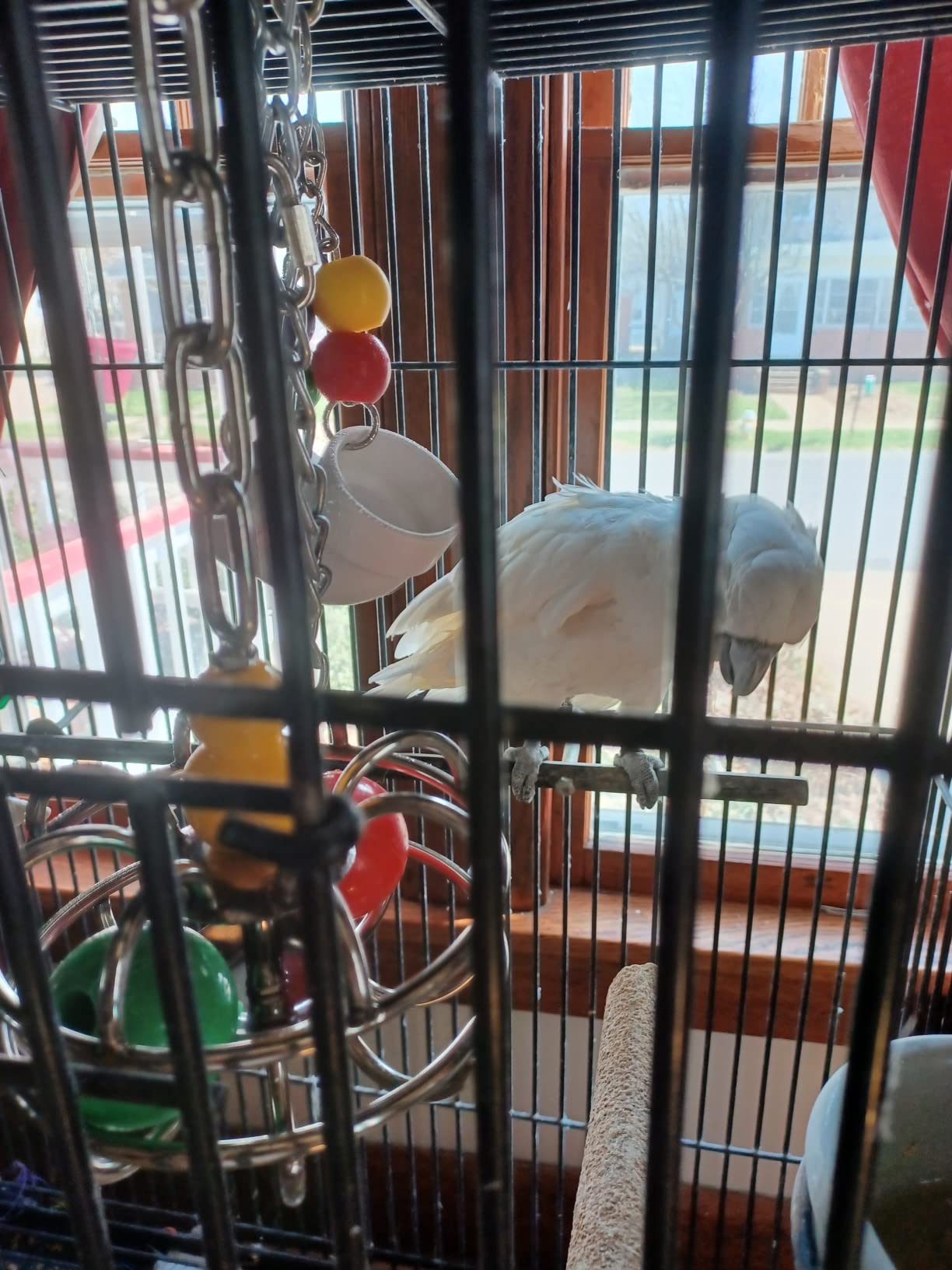Bird Toys for Large Birds (Impossiball) Stainless Steel Foraging Treat Dispenser for Macaws, Cockatoos, Parakeets & Parrots | Durable Cage Accessory for Enrichment & Mental Stimulation customer photo 2