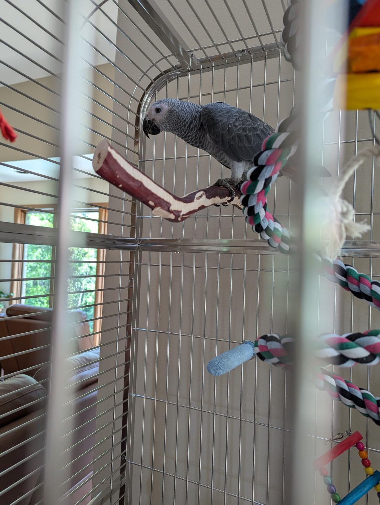Prevue Pet Products Imperial Extra Large Stainless Steel Bird Cage | Big Birdcage Ideal for Parrots, Cockatoos, Macaws, Included Perch and Cups, Durable Cage with Wheels customer photo 2