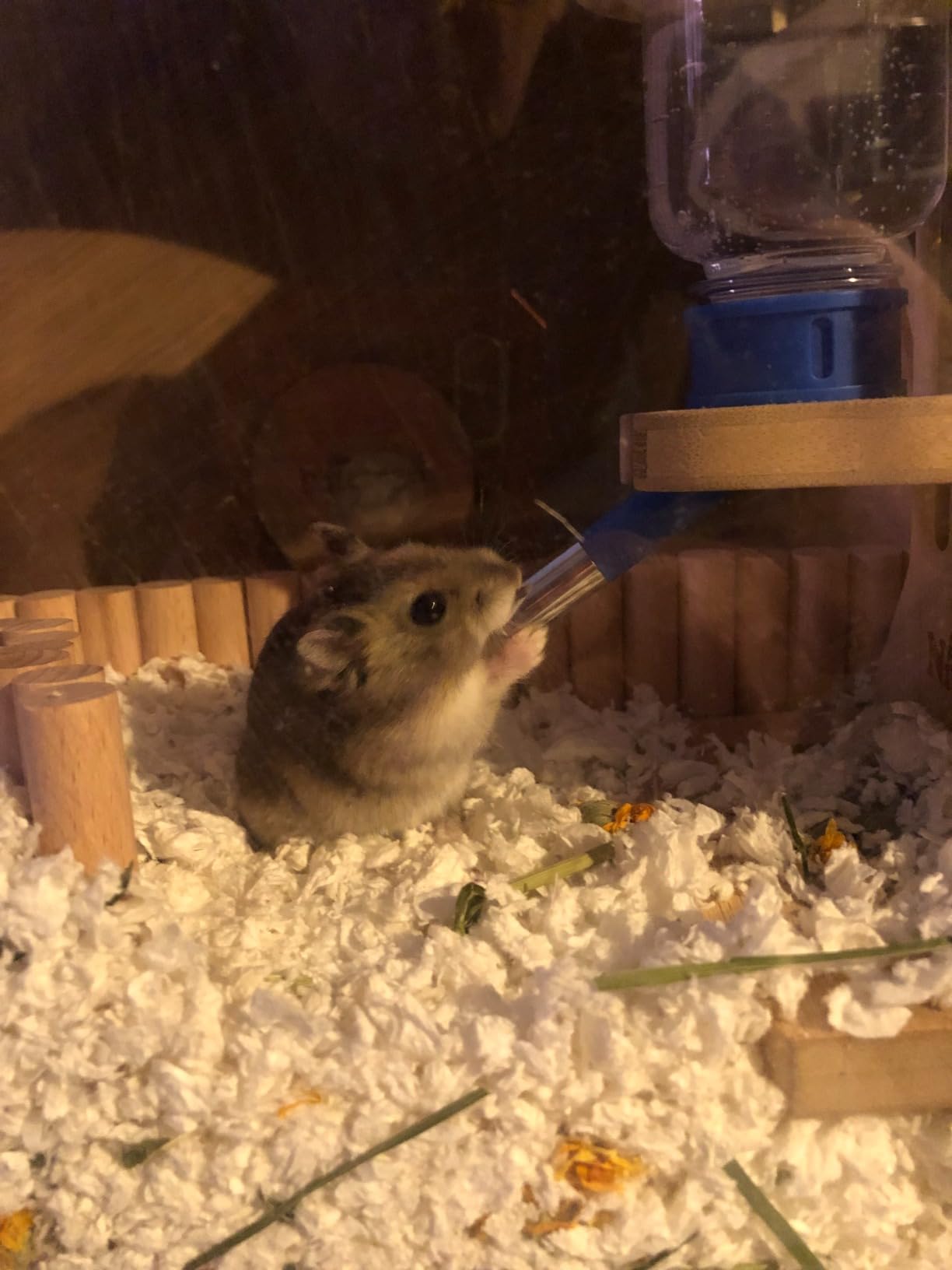 Niteangel Wooden Hamster Exercise Wheel: - Silent Hamster Running Wheel for Hamsters Gerbil Mice and Other Similar-Sized Small Pets (L) customer photo 2