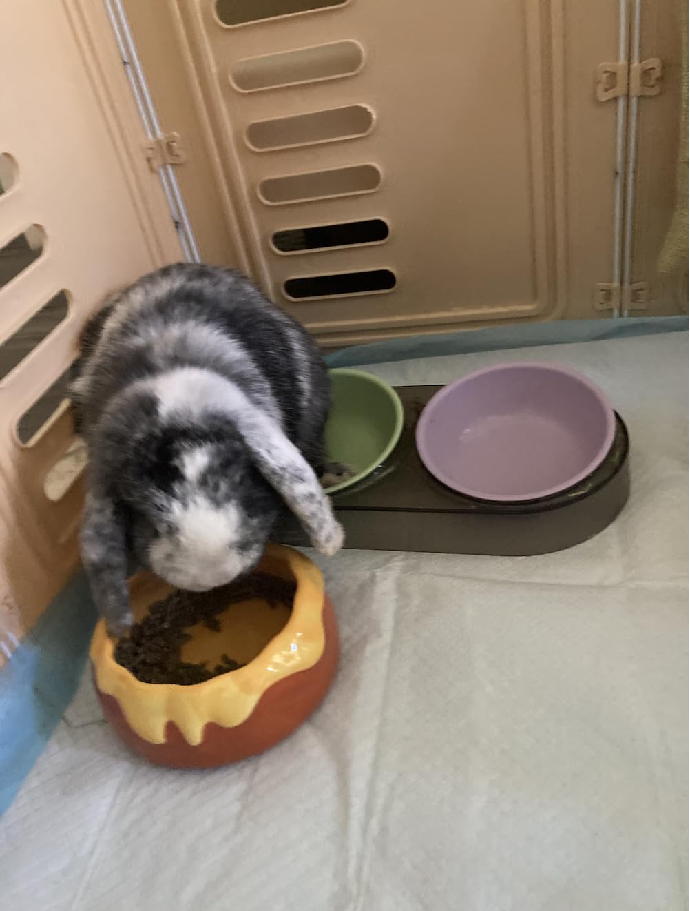 Guinea Pig Food Bowl Hamster Ceramic Water Dish Anti-Spill & Prevent Tipping Rabbit Feeding Bowl for Guinea Pig, Syrian Hamster, Bunny, Rat, Chinchilla, Squirrel, Small Animals (Pink+Purple) customer photo 1