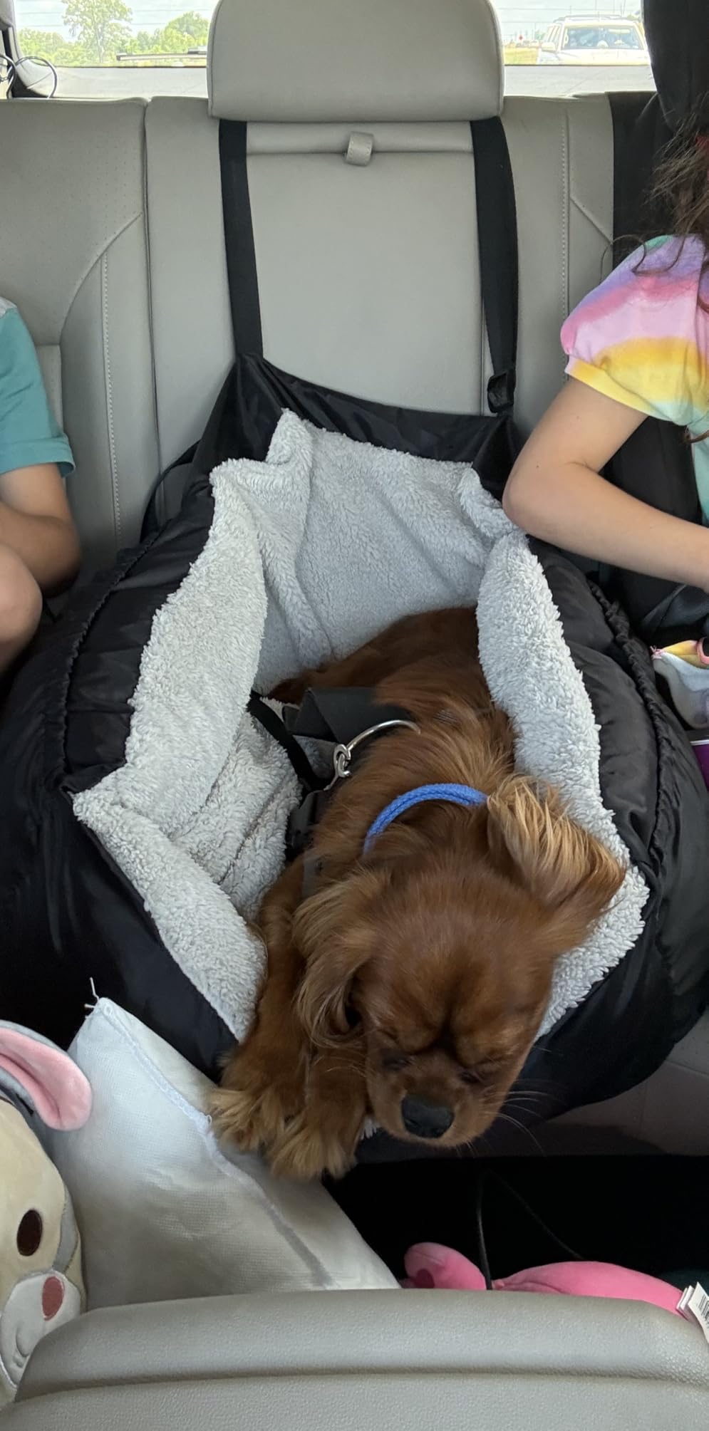 BurgeonNest Dog Car Seat for Small Dogs & Cats Under 25 lbs,Black customer photo 2