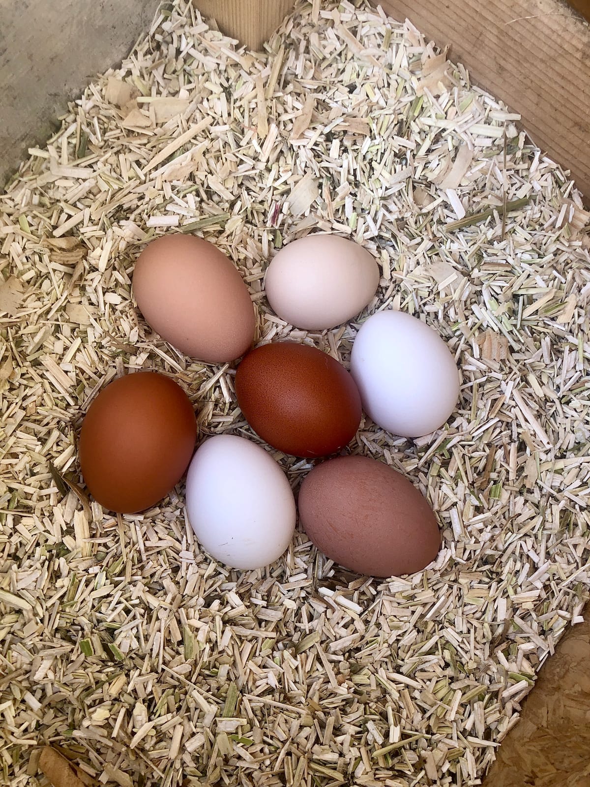 Eaton Pet and Pasture USA-Grown Hemp Bedding for Chickens & Rabbits, 8 Lbs | Ultra-Absorbent, Low Dust, Ideal for Nesting Boxes, Hamsters, and Other Small Pets, No Added Chemicals customer photo 1